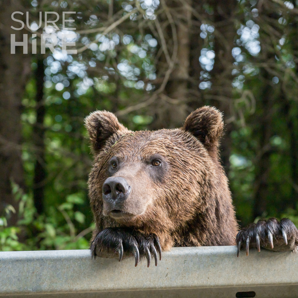 Bear Awareness